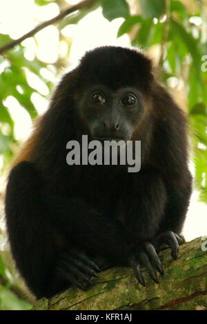 A young Young Mantled Howler Monkey (Alouatta Palliata) in the costa rican rainforest, Tortuguero National Park. Stock Photo