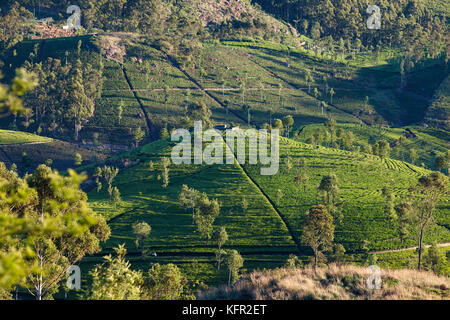 Tea plantation, Sri Lanka Stock Photo