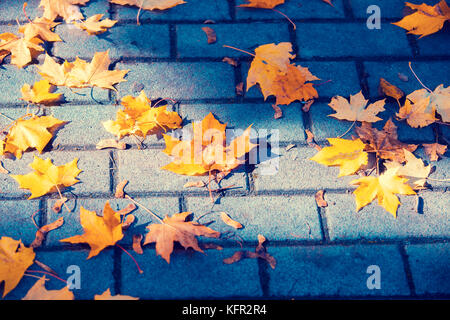 Autumn fallen maple leaves on sidewalk tiles in autumn Stock Photo