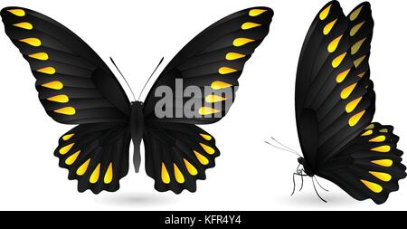 Set of colorful realistic butterflies. Front and side view. Vector 3D illustration Stock Vector