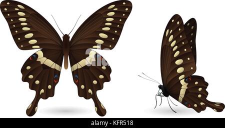 Set of colorful realistic butterflies. Front and side view. Vector 3D illustration Stock Vector