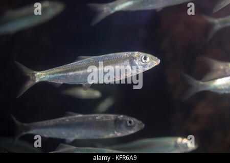 Hering, Heringe, Atlantischer Hering, Clupea harengus, Atlantic herring, herring, herrings, digby, mattie, slid, yawling, sea herring, Le hareng Stock Photo