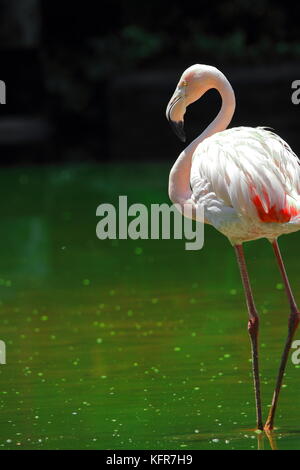 Standing Flamingo in green background Stock Photo