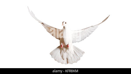 white pigeon flying isolated on a white background Stock Photo