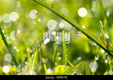 abstract  blur background. macro green grass with dew drops in sunlight on a spring meadow. grass in sunshine on lawn close up Stock Photo