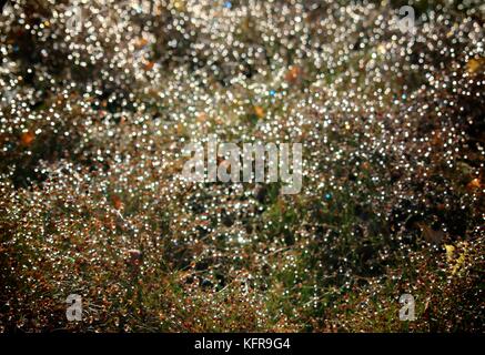 Natural bokeh background with forest plants and dew. Stock Photo