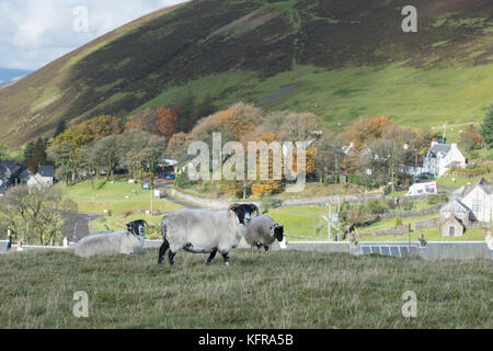 Scottish Blackface sheep in front of Wanlockhead, Scotlands highest village. Dumfries and Galloway, Scotland Stock Photo