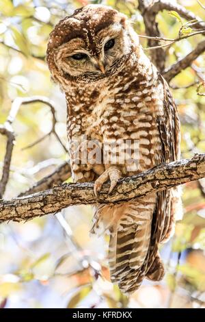 Mexican spotted owl or Strix occidentalis lucida, very difficult to find.   Madrense Discovery Expedition. Forest and desert of Sonora Mexico.Bird,Owl Stock Photo