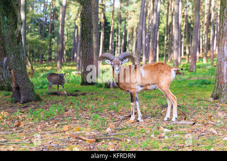 European mouflon ram standing in woodland in the sunshine, male mouflons, Germany Stock Photo