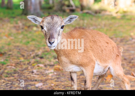 European mouflon (ovis orientalis musimon) ewe, close-up of female in woodland, Germany Stock Photo