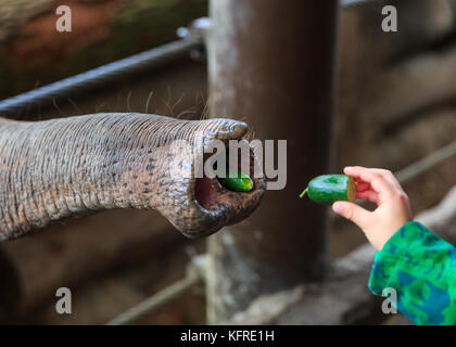 Elephant trunk (proboscis) base with nostrils,  eating, child's hand, child feeding elephant at zoo, Munster, Germany Stock Photo