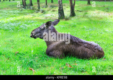 European moose cow (alces alces), also called Eurasian elk, lying in grass, woodland Stock Photo