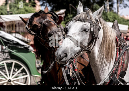 marrakesh, MOROCCO, 14 October, 2017: Carriage horses comfort each other in the strong sun waiting for tourist in the centre of Marrakesh. Stock Photo