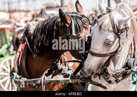 marrakesh, MOROCCO, 14 October, 2017: Carriage horses comfort each other in the strong sun waiting for tourist in the centre of Marrakesh. Stock Photo