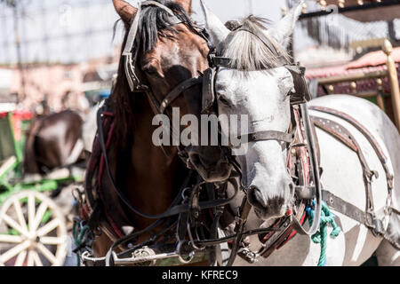 marrakesh, MOROCCO, 14 October, 2017: Carriage horses comfort each other in the strong sun waiting for tourist in the centre of Marrakesh. Stock Photo