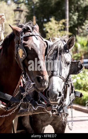 marrakesh, MOROCCO, 14 October, 2017: Carriage horses comfort each other in the strong sun waiting for tourist in the centre of Marrakesh. Stock Photo