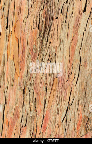 Bark background backdrop, cypress tree bark,closeup, sunny Stock Photo
