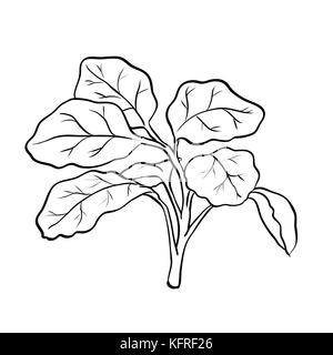 Isolated Watercress, Vegetable engraved style illustration. Isolated Watercress background. Detailed vegetarian food drawing. Farm market product-Vect Stock Vector