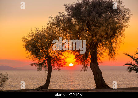 Sunset seen between two trees, in Athenian coast, Athens, Greece. Stock Photo