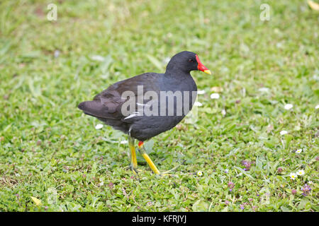 Common moorhen Wildfowl & Wetlands Trust Slimbridge UK Stock Photo