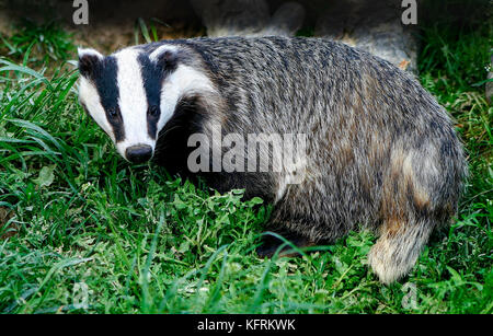 Close up of a wild badger, scientific name, Meles Meles, facing camera in natural woodland habitat with green foliage.  Copy space Stock Photo