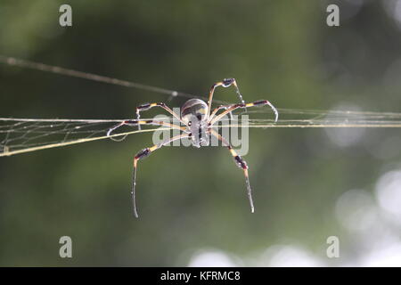 Golden Orb Weaver (Nephila clavipes), San José, San José province, Central Highlands, Costa Rica, Central America Stock Photo