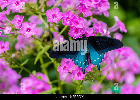 Pipevine swallowtail feeding on Phlox Stock Photo