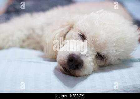 Head of sleeping dog on bed close-up. White poodle dog sleep on couch Stock Photo