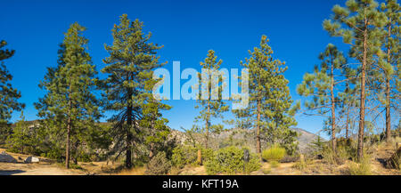 Panoramic line of pine trees grow along a ridgeline in San Gabriel Mountains of southern California's Los Angeles County. Stock Photo