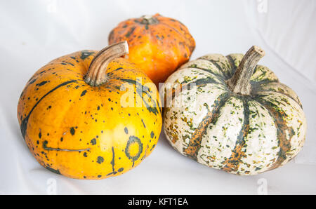 Three small fresh decorative pumpkins in studio on white background. Stock Photo