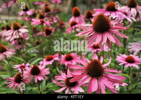 Echinacea flower purple/red petals Stock Photo