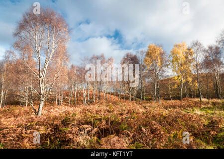 A landscape image of autumnal Silver Birch, Betula pendula, trees, Highlands, Scotland, UK, October 2017 Stock Photo
