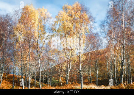 A landscape image of autumnal Silver Birch, Betula pendula, trees, Highlands, Scotland, UK, October 2017 Stock Photo