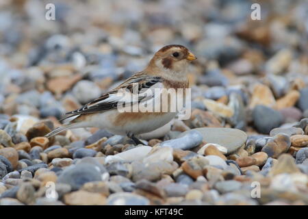 Snow Bunting on shingle beach Stock Photo