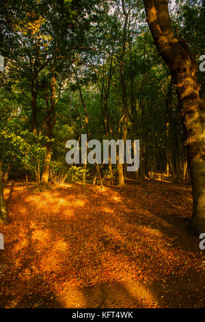 Autumn colours in the landscape Stock Photo