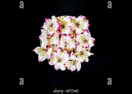 bowl of  colorful alstromeria flowers isolated on black viewed from above Stock Photo
