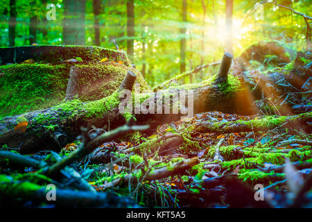 Sun rays shining thought the old fallen tree covered by moss in a forest Stock Photo