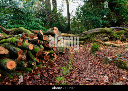 Freshly cut logs from tree surgery stacked in a log pile among autumn leaves in a Devon garden Stock Photo