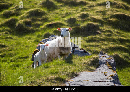 Mother and baby sheep looking around against green grassy hill Stock Photo
