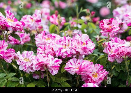 Close up of pink Rosa Gallica Versicolor blooms - Rose Mundi flowering in an English garden, England, UK Stock Photo