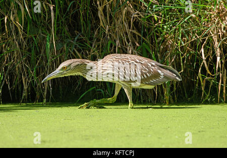 Immature Black Crowned Night Heron Stalking Prey in The Skokie Lagoons in Illinois Stock Photo