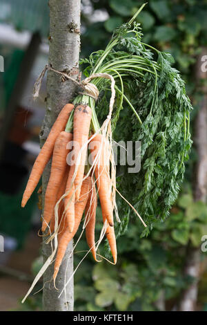 freshly picked carrots hanging from a tree Stock Photo