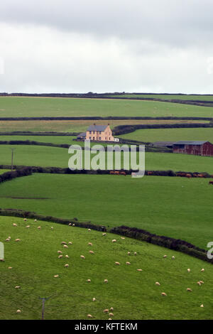 A remote farmhouse set among rolling green fields of crops and hills in Cornwall with a flock of sheep grazing in the foreground enclosed by hedges. Stock Photo