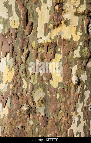 Peeling bark on Plane tree, Platanus - France. Stock Photo