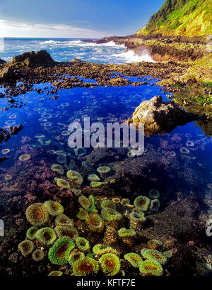Cape Perpetua sea anemonies. Oregon. Stock Photo