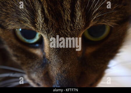 Cat eyes Stock Photo