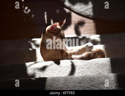 Kitten at play Stock Photo