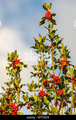 Branch of a European holly tree with red berries against blue sky, England, UK Stock Photo