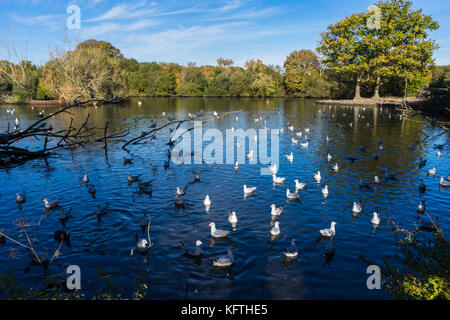 Seagulls on Cemetery Lake in Southampton Common, Southampton, UK Stock Photo