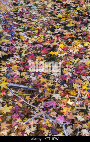 Colourful leaves floating in a stream during autumn Stock Photo